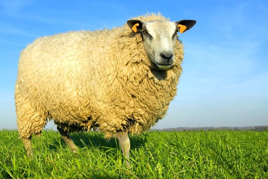 sheep on grass with blue sky, looking at the camera