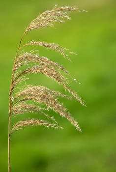 veritcal lushes green background