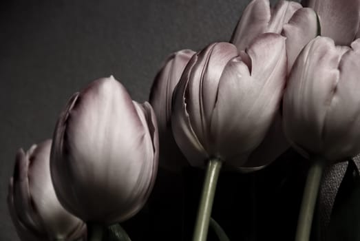 tulips with different backgrounds