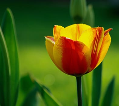 closeup of red & yellow tulip