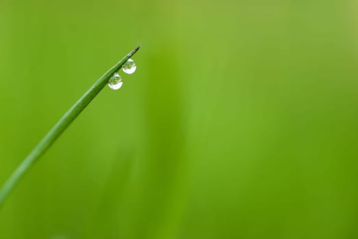 green grass with two waterdrops and shallow depth of field
