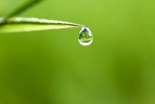 green grass with waterdrop and shallow depth of field