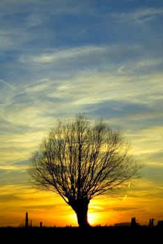 sunset with backlit tree on the horizon