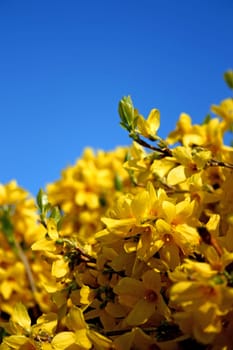 Yellow flowers in the blue