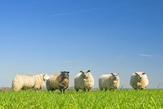 sheep on grass with blue sky, looking at the camera