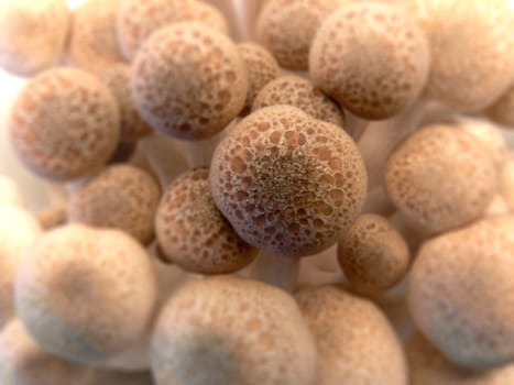 bunch of brown beech or Buna Shimeji mushrooms