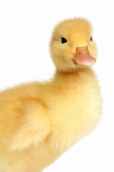 The nice small yellow goose on a white background