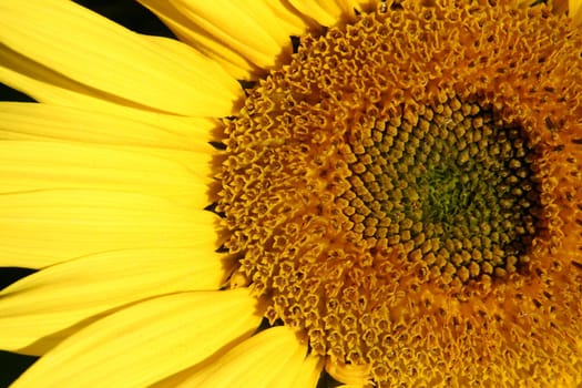 beautiful sunflower field in the summer sun.