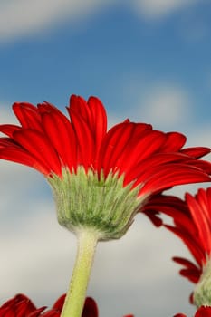 Floral background