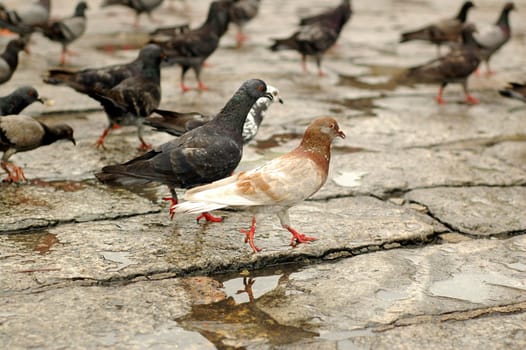 Lots of pigeons on the ground,pecking seeds.
