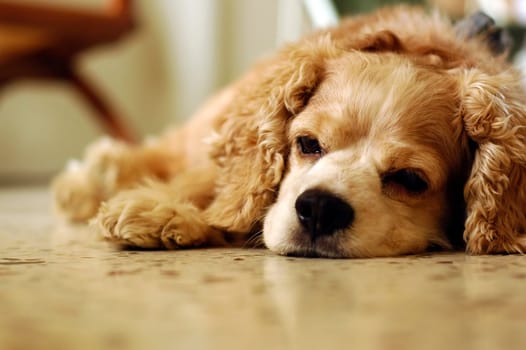 A very tired and exhausted cocker spaniel sleeping at home