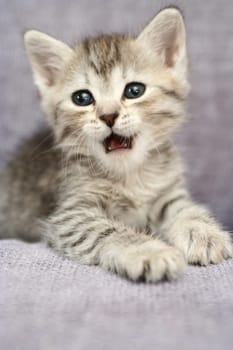 Sight of a small grey kittenwith the open mouth