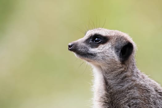 single meerkat looking out taken at dudley zoo in july 2007