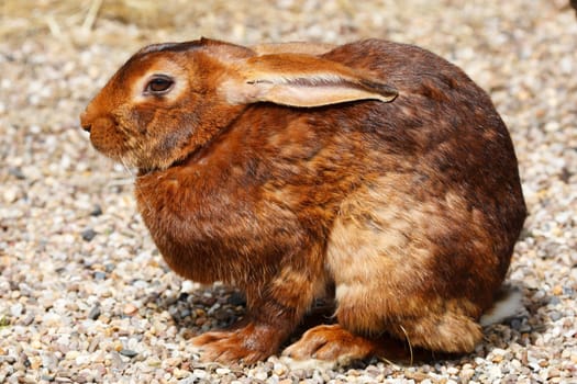 brown rabbit taken in dudley west midlands in july 2007