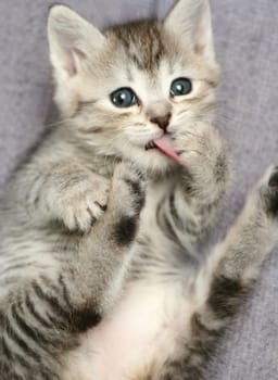 The small grey kitten washes
