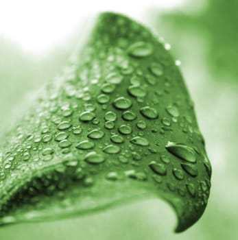 water drops on a green leaf