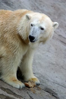 Polar bear in captivity