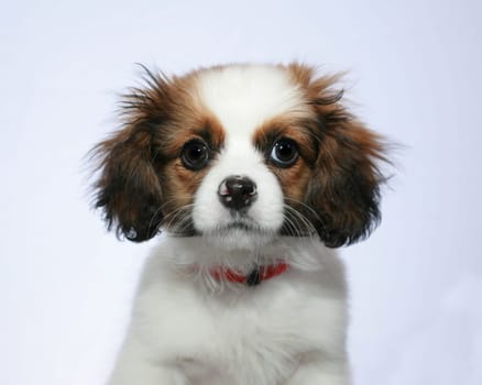 puppy 2