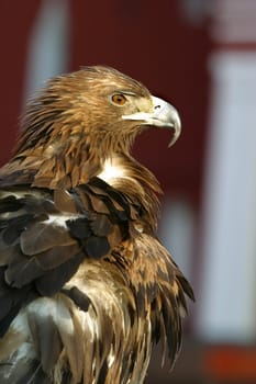 Portrait of an eagle