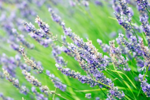 dreamy lavender background  differential focus
