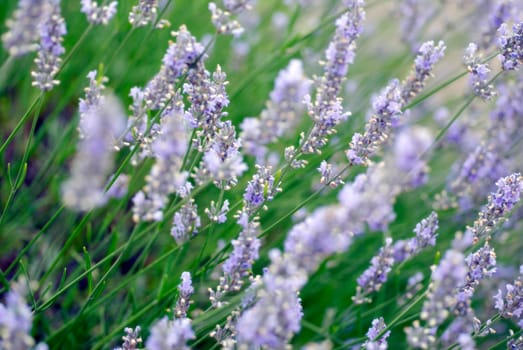 dreamy lavender background  differential focus