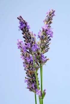 stems of lavender
