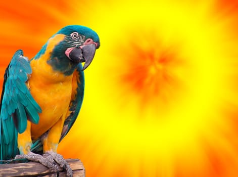 Parrot portraits on a very colourful sunset