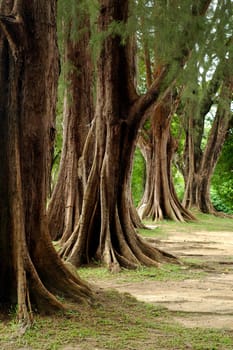 old trees and grass at park