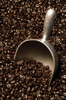 A scoop resting in a bag of freshly roasted coffee beans.  shallow depth of field - focus is across the middle of the image.