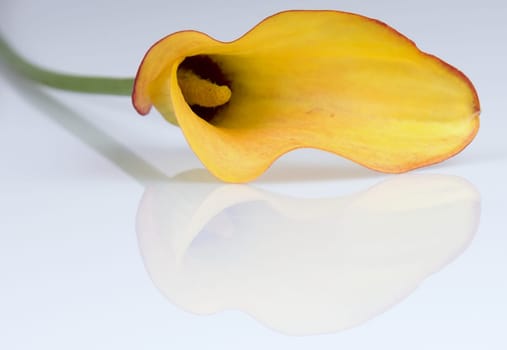 yellow arum isolated over white background with reflection