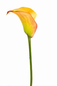 yellow arum isolated over white background