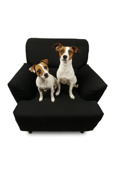 Two Jack Russell Terriers sitting on a black chair isolated on a white background.