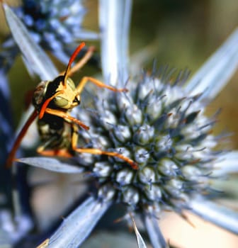 Wasp on a flower