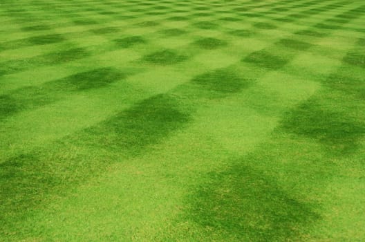 Unusual grass colours, pictured in Kensington Garden