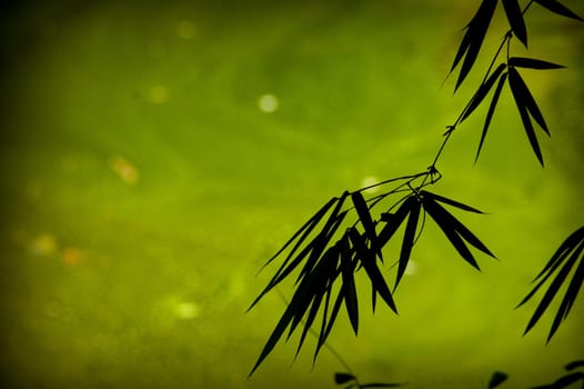 Bamboo leaves over green background