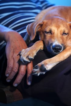 Brown dog sleeping beside her senior human.Unconditional love between human and animal.