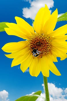 Beautiful sunflower