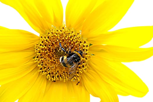 Beautiful sunflower
