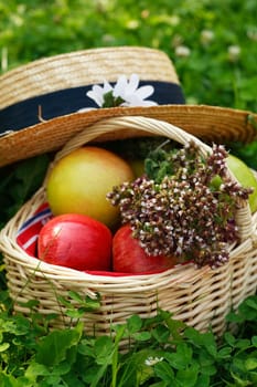 Basket with apples and herbs - fresh from garden