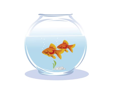 two goldfish in a glass aquarium