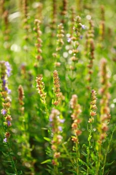 Detail of herbs in herbal garden