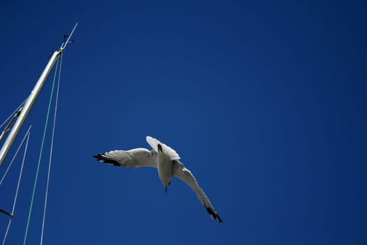 Seagull in a blue sky. Near the mast from the yacht