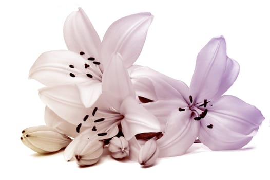 lily on white