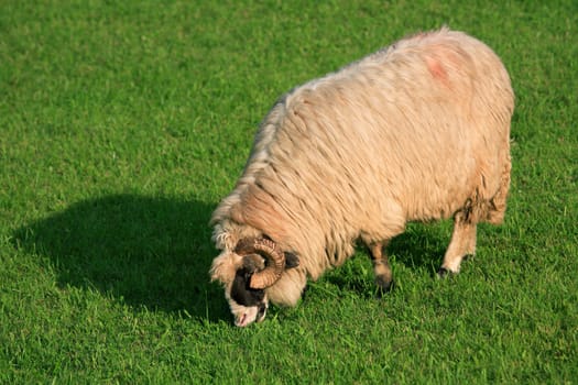 Feeding sheep in Parang Mountains, Romania