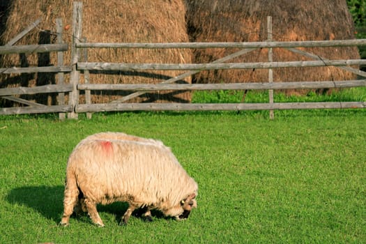 Feeding sheep in Parang Mountains, Romania
