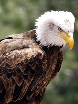 a close up view of an American Bald Eagle against a blurred background