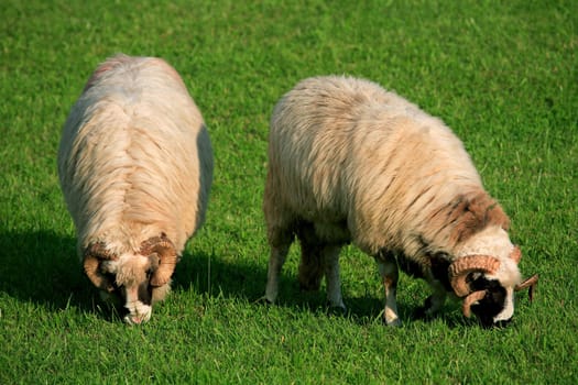 Feeding sheep in Parang Mountains, Romania