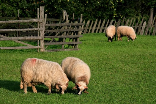 Feeding sheep in Parang Mountains, Romania
