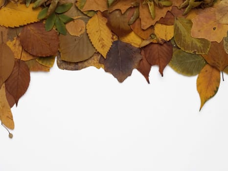 Autumn leaves frame isolated on white.