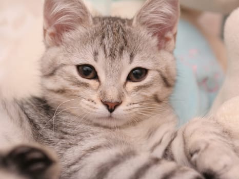 Sight of a small grey kitten